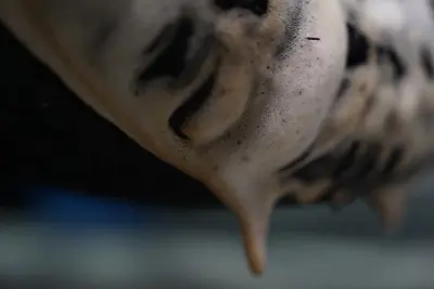 DELET en uso